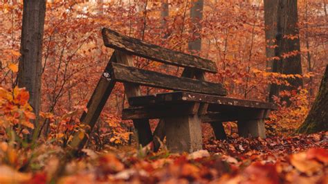 Download Wallpaper 1920x1080 Bench Forest Autumn Nature