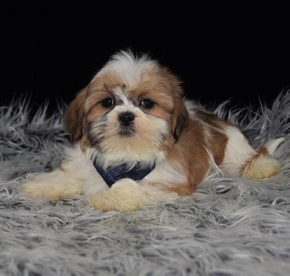 Our standards for shih tzu breeders in pennsylvania were developed with leading veterinarians and animal welfare experts. Shih Tzu Puppies For Sale in PA | Shih Tzu Puppy Adoptions