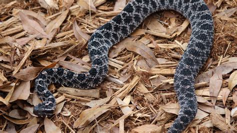 Central Florida Zoo And Botanical Gardens Dusky Pygmy Rattlesnake