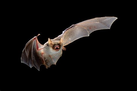 What Makes Bats The Perfect Hosts For So Many Viruses By Dr Melvin