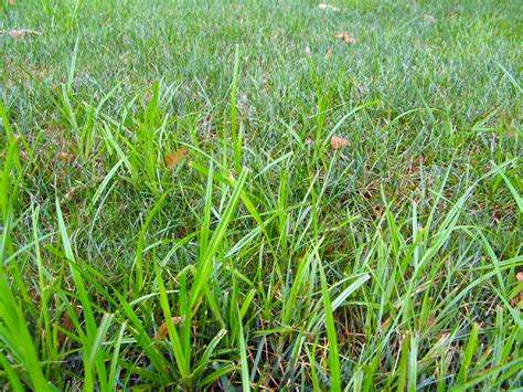 I'm here to be the best hype man i can be However, a lawn does not have to consist entirely of grass ...