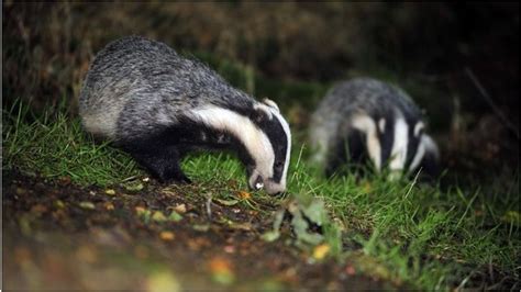 Inside The Somerset Badger Cull Zone Bbc News