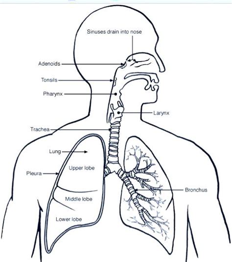 Respiratory System Coloring Page At Getdrawings Free Download