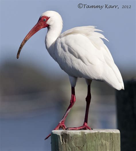 I Heart Florida Birds White Ibis