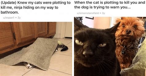 A Curious Collection Of Chaotic Cats Plotting Against Their Owners
