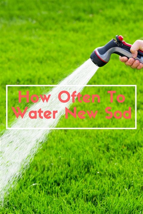 How Often To Water New Sod A Green Hand