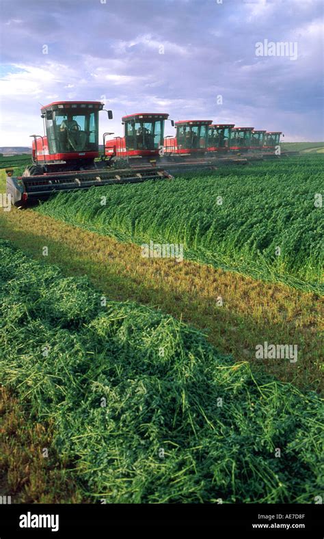Seven Swathers Harvesting Alfalfa Hay Along The Snake River Near