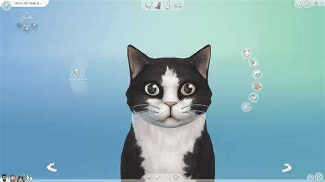 The Funniest Cats Sims 4 Cat Breeds