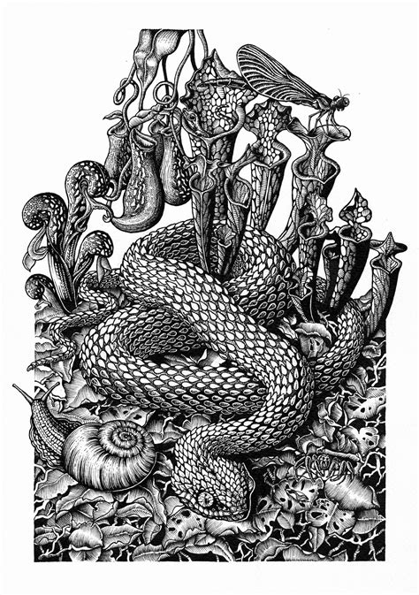 Series Of 3 Pen And Ink Drawings Behance