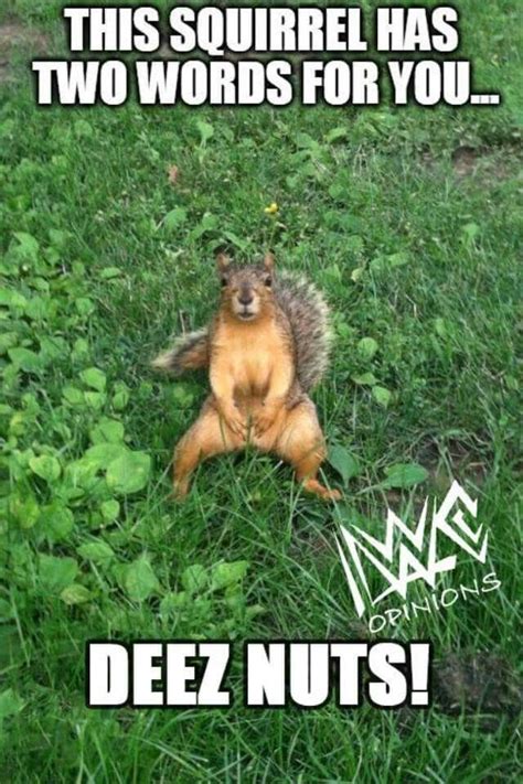 Deez Nuts Squirrel Funny New Funny Jokes Funny Good Morning Memes