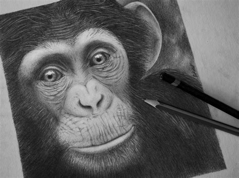 Monkey drawing on Behance