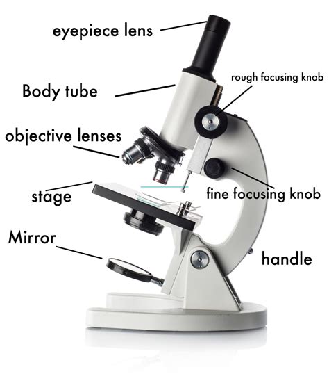 Simple Labeled Simple Light Microscope Diagram Micropedia Gambaran