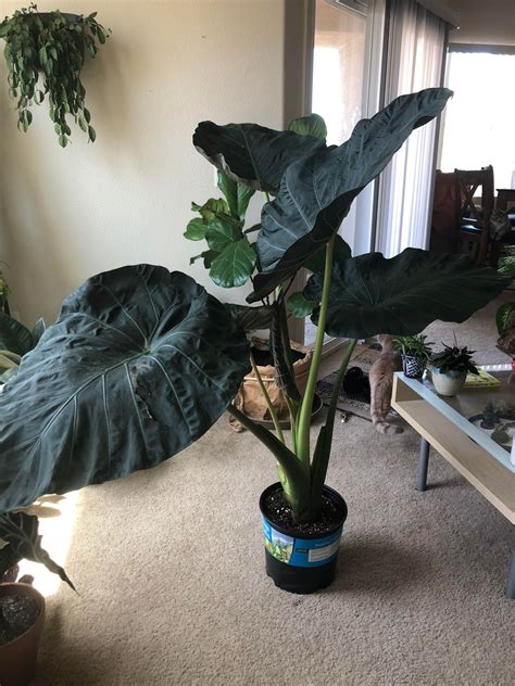 Everything You Need To Know About The Elephant Ear Philodendron