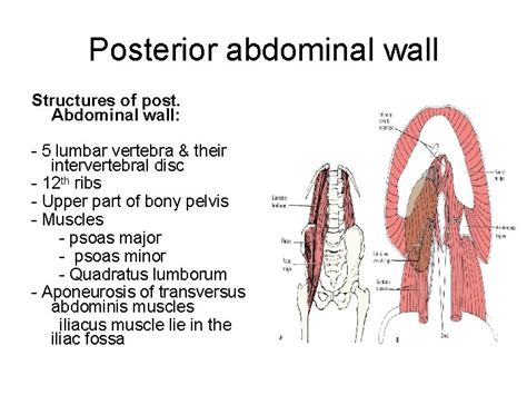 Posterior Abdominal Wall Posterior Abdominal Wall Structures Of
