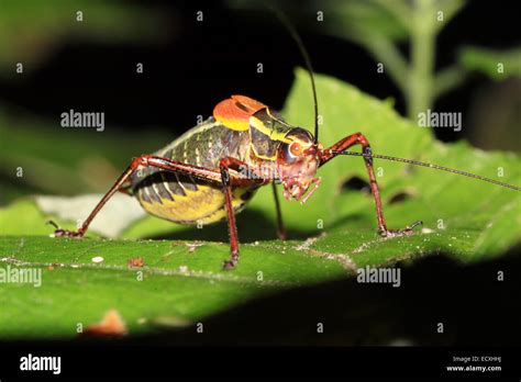 A Colorful Cricket Resting On A Leaf Stock Photo Alamy