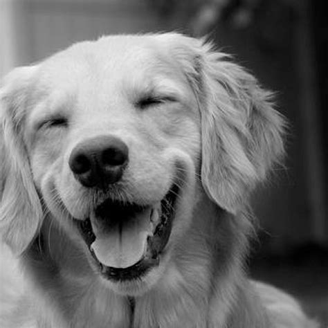 Monday Afternoon Good Vibes Smiling Dogs Happy Dogs Cute Animals