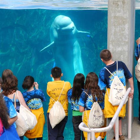 Mystic Aquarium Teams Up With Eversource For Major Energy Efficiency