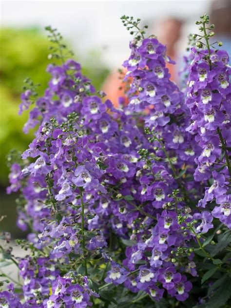 Angelonia Angustifolia Purple Low Maintenance Perennial Flower With