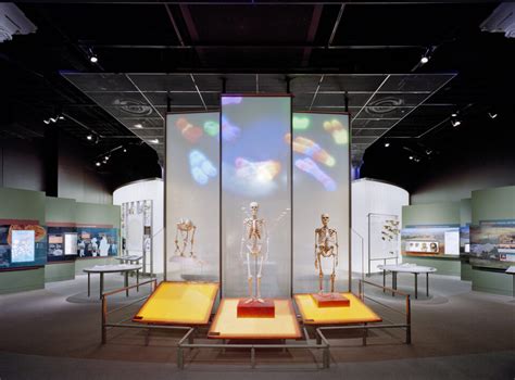 American Museum Of Natural History Hall Of Human Origins