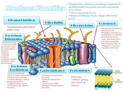 Membrana Celular Y Sus Partes