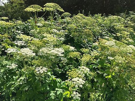 Giant Hogweed Warning After Briton Left With Scars For Life