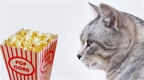 Can Cats Eat Popcorn Is Popcorn Safe For Cats Petmoo