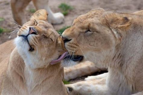 They do it to meld their scents, to be closer to each other, to offer comfort and love. How lions and tigers are related to domestic cats - pet ...