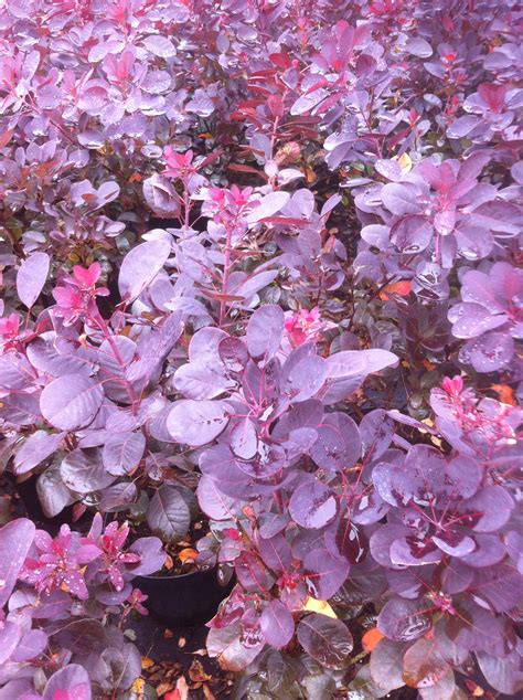 We did not find results for: pruikenboom ( Cotinus coggygria 'Royal Purple) kopen en ...