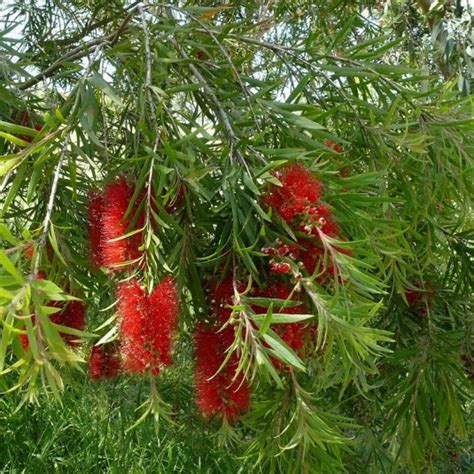 Callistemon Viminalis Hannah Ray Vente Rince Bouteille Australien