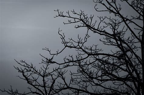 Silhouette Dead Tree On Dark Dramatic Sky And White Clouds For Peaceful