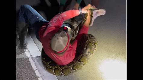 Record 19 Foot Invasive Python Captured In South Florida Bellingham