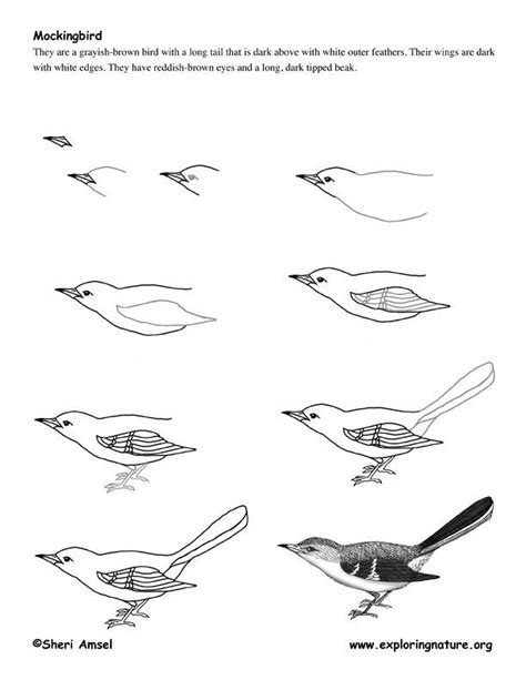 Drawing Realistic Birds Step By Step Mockingbird Drawing Lesson