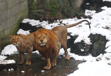 Chinas Zoos Subject To Renewed Scrutiny After String Of Animal Abuse