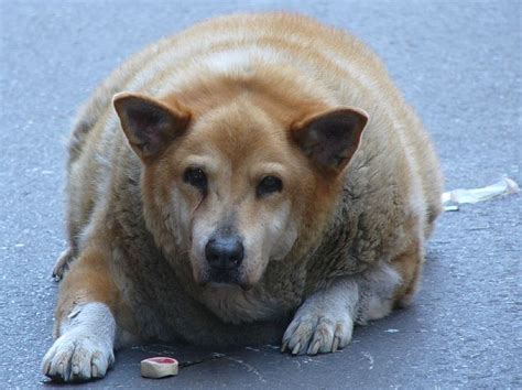 Fat dog mendoza is an. Nobody Likes to Hear Their Dog is Fat! - Radio Pet Lady ...