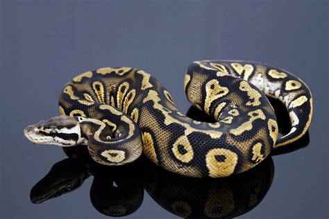 40 Ball Python Morphs: Types, Colors, Pictures
