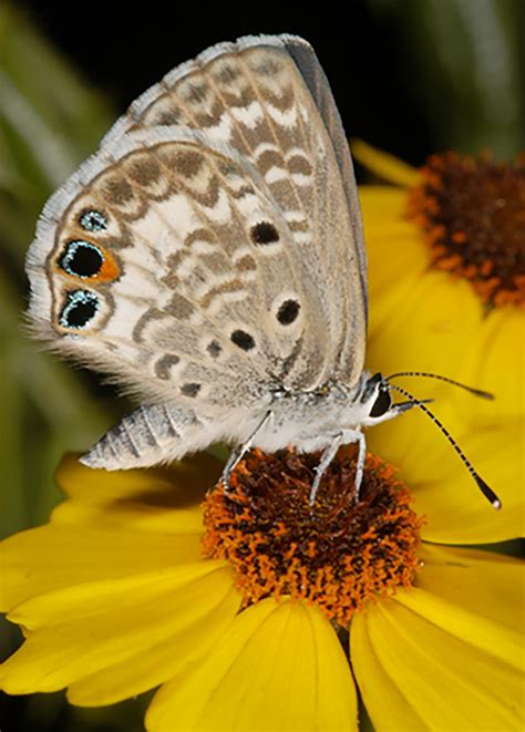 Grants Help Miami Blue Butterfly Conservation Efforts Research News