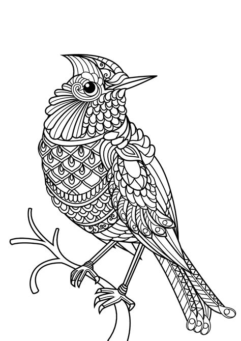 Free Book Bird Birds Adult Coloring Pages