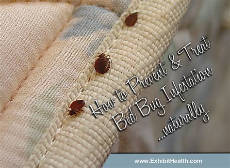 How To Prevent And Treat Bed Bug Infestationnaturally Bed Bugs
