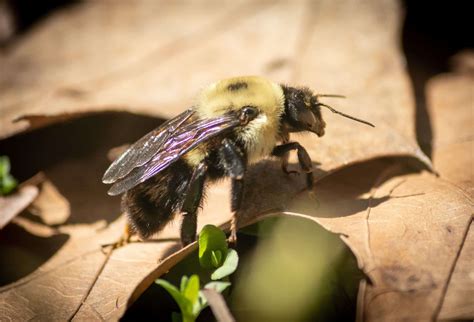 Do Bumble Bees Sting Beekeeping 101