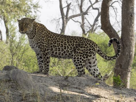 Leopard Panthera Pardus On Termite Mound Linyanti Concession