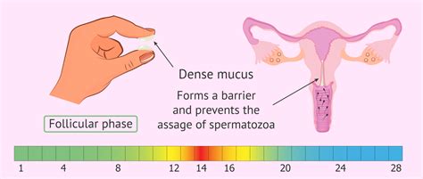 Appearance And Function Of Cervical Mucus During The Follicular Phase