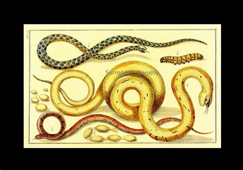 South Western Grass Snake Serpent Herpetology Seba Natural Etsy