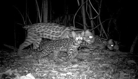 Quality National Geographic Ocelot Pictures On Animal Picture Society