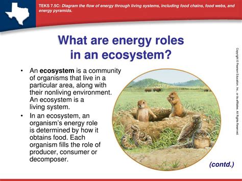 Ppt What Are Energy Roles In An Ecosystem Powerpoint Presentation