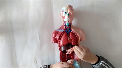 CM Parts Human Sexless Anatomical Torso Model YouTube