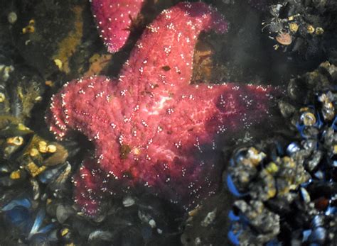 Short Spined Sea Star Project Noah