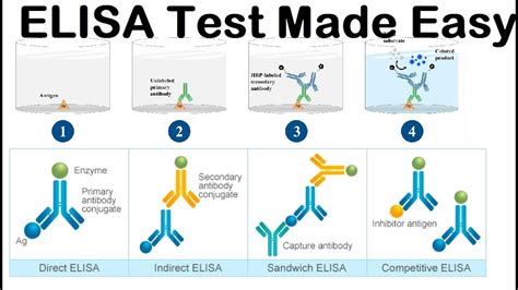 ELISA Test HIV Test YouTube