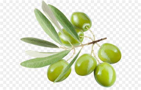 Daun ini dipercaya dapat memperbesar alat vital alami dan tanpa efek samping jika dilakukan dengan benar. Zaitun, Buah, Pohon gambar png