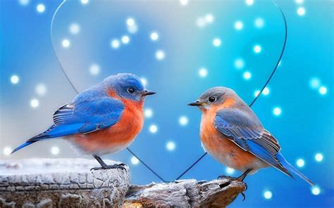 Free Download Love Birds Wallpapersimage For Pc Wallpaper 1600x1000