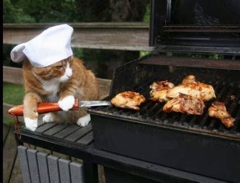 Cook Cat 재미있는 고양이 사진 웃긴 동물 사진 웃긴 동물
